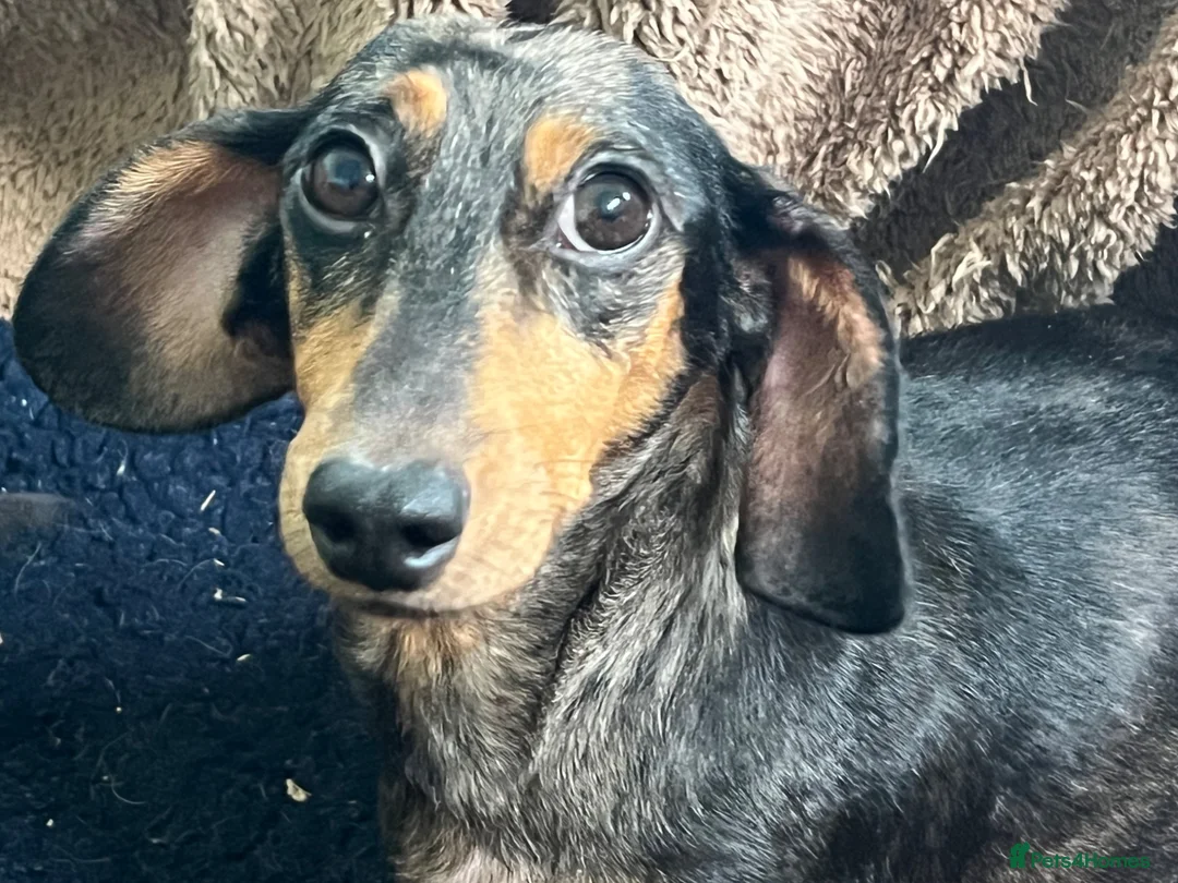 Miniature Dachshund dogs for sale: Home Reared Miniature Dachsund Puppies - Advert 2