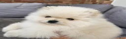 Pomeranian dogs for sale: Amazing Pomeranian ** Pure White colour puppy  - Advert 5
