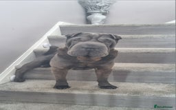 Shar Pei dogs for stud: Shar pei for stud - Image 1
