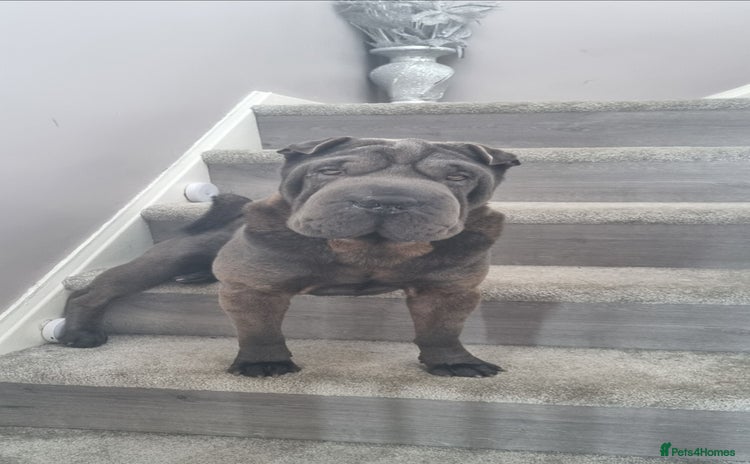 Shar Pei dogs - Advert 1