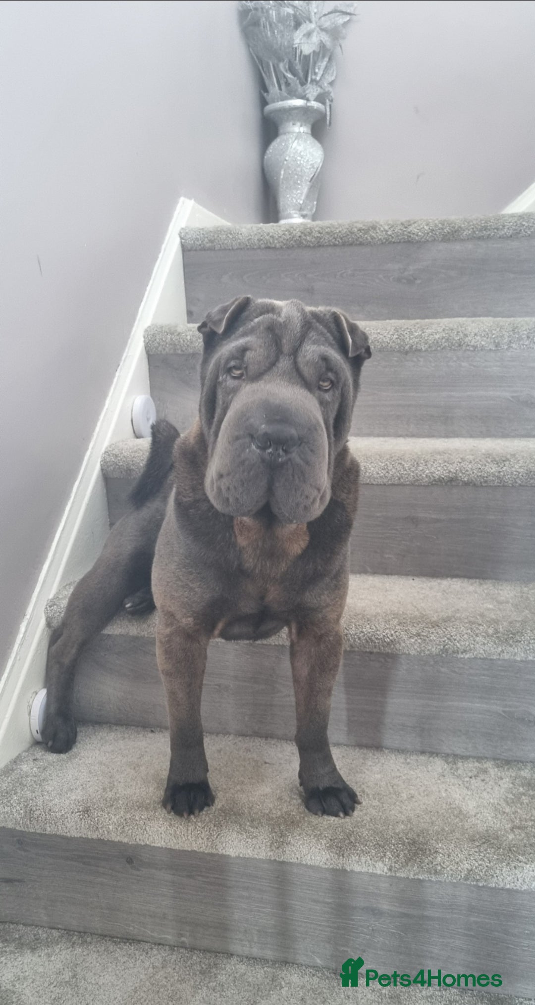 Shar Pei dogs for stud: Shar pei for stud - Image 1
