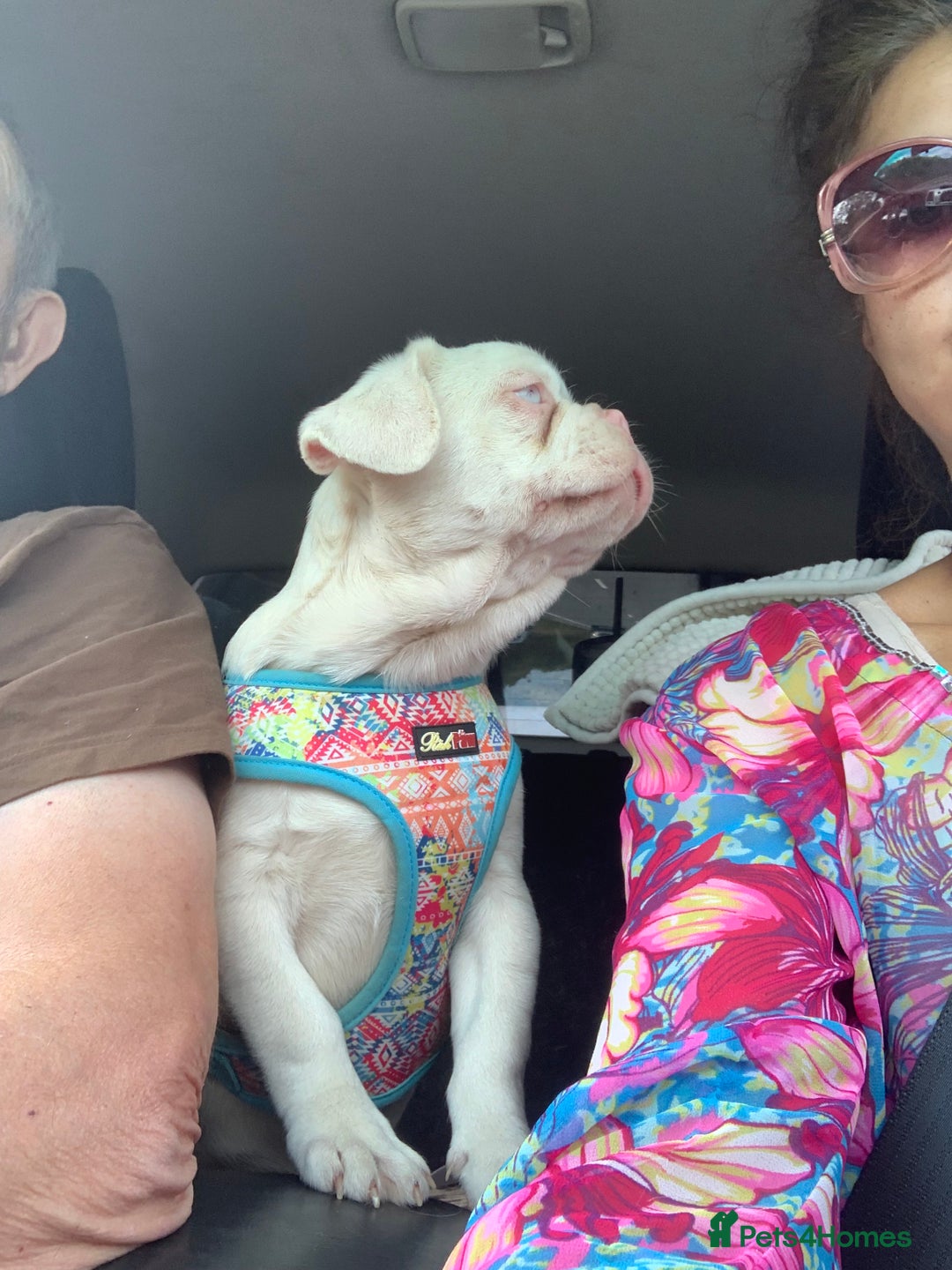 Mixed Breed dogs for sale: Bested boy that ever was Rare Pink Minibull boy  - Image 2