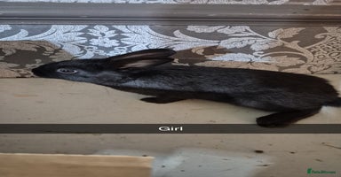 Lionhead rabbits - Advert 5