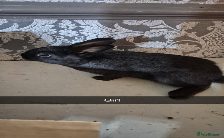 Lionhead rabbits - Advert 1