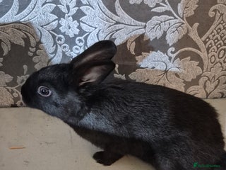 Lionhead rabbits - Advert 3