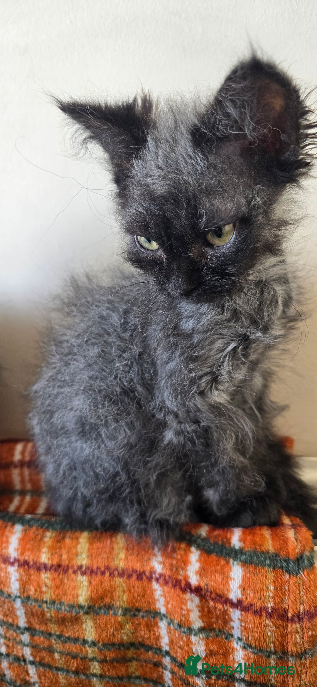 LaPerm cats for sale: 2 male Laperm mix kittens, curly haired - Advert 16