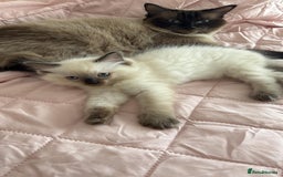 Ragdoll cats for sale: Ragdoll - Image 7