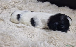 Lhasa Apso dogs for sale: 6 puppies  4 girls 2 boys - Image 15