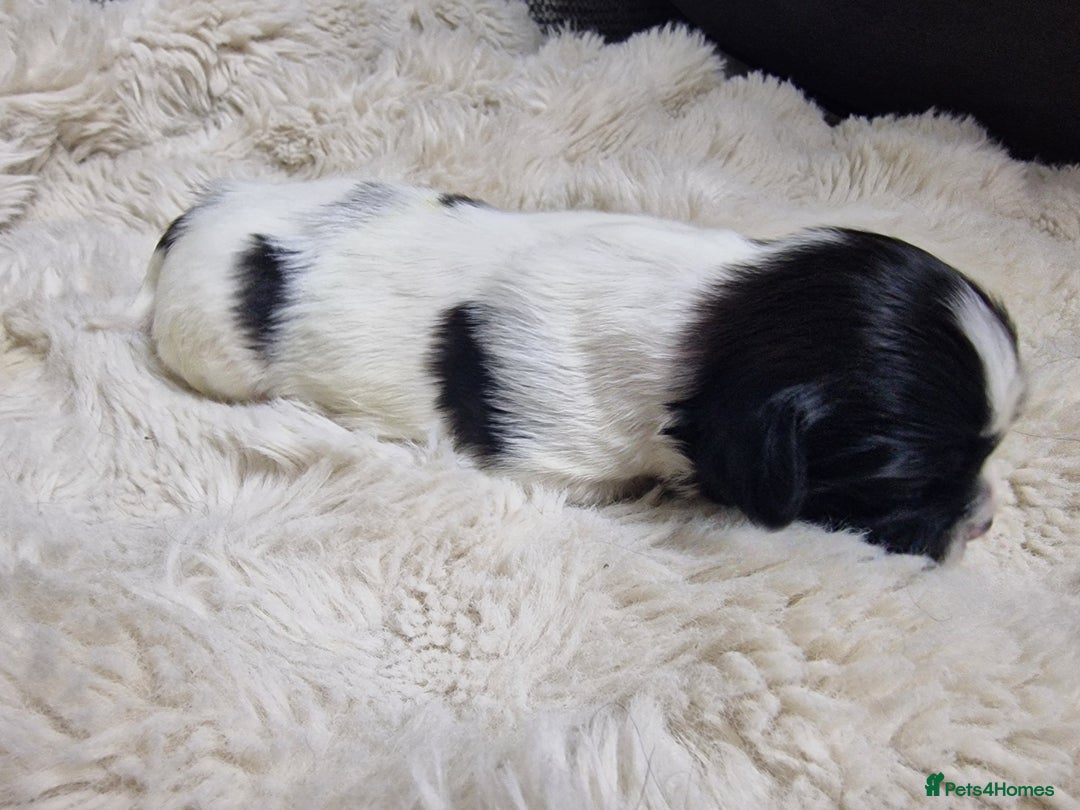 Lhasa Apso dogs for sale: 6 puppies  4 girls 2 boys - Image 15