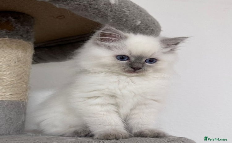 Ragdoll cats - Advert 3