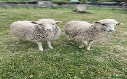 Sheep livestock for sale: Registered Ouessant Ewe Lambs and Wethers - Image 1