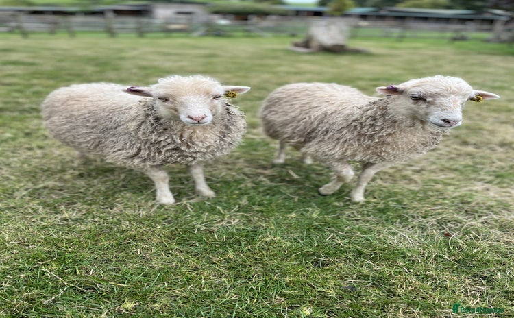 Sheep livestock - Advert 1