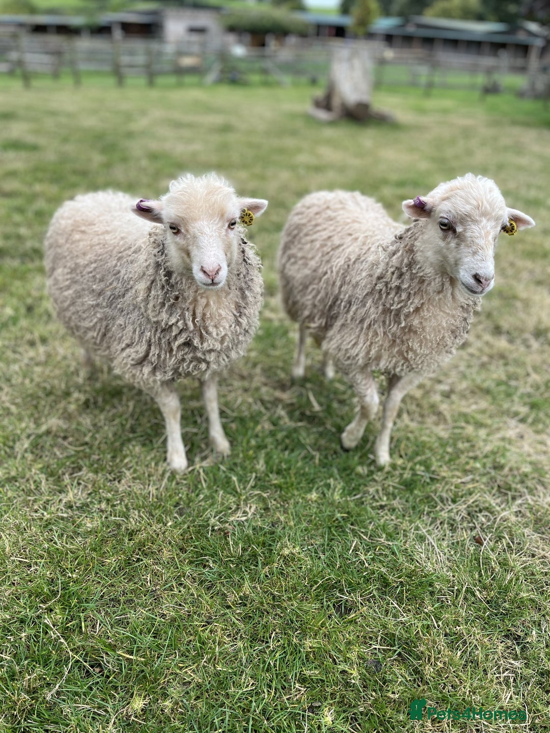 Sheep livestock for sale: Registered Ouessant Ewe Lambs and Wethers - Image 1