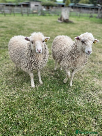 Sheep livestock - Advert 3