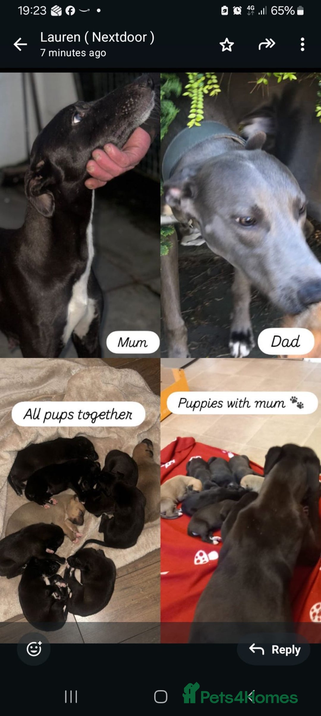 Lurcher dogs for sale: Lurcher pups  - Advert 1