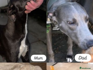 Lurcher dogs Lurcher pups - Advert 3