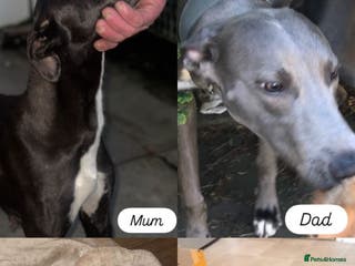 Lurcher dogs Lurcher pups - Advert 15