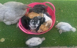 Chickens poultry for sale: Hen, POL Hens, Cockerels and chicks - Image 19