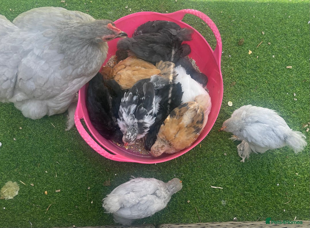 Chickens poultry for sale: Hen, POL Hens, Cockerels and chicks - Image 19