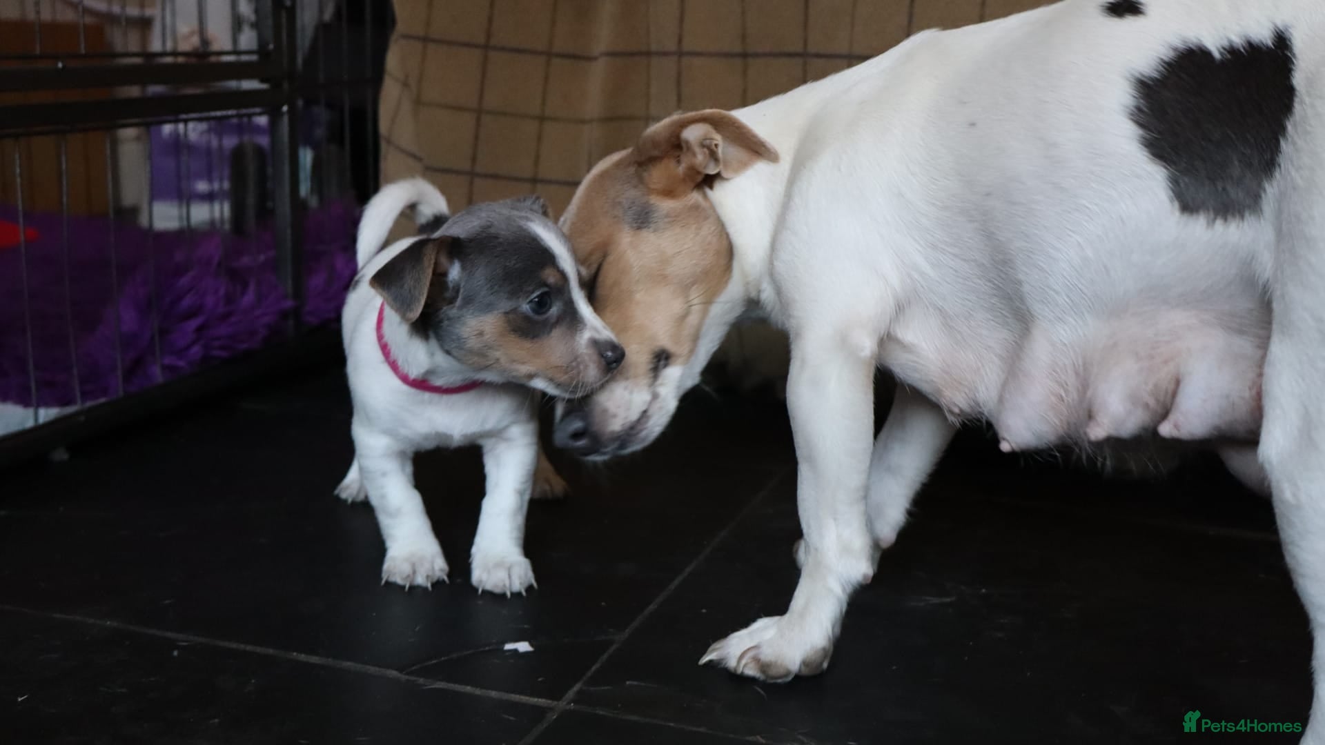 Jack Russell dogs 7 gorgeous blue tri Mini Jack Russell's for sale  - Advert 2