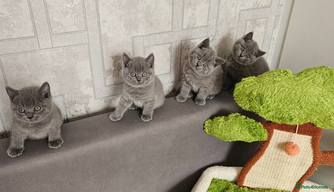 British Shorthair cats for sale: British Blue Shorthair kittens, GCCF pedigree - Image 33