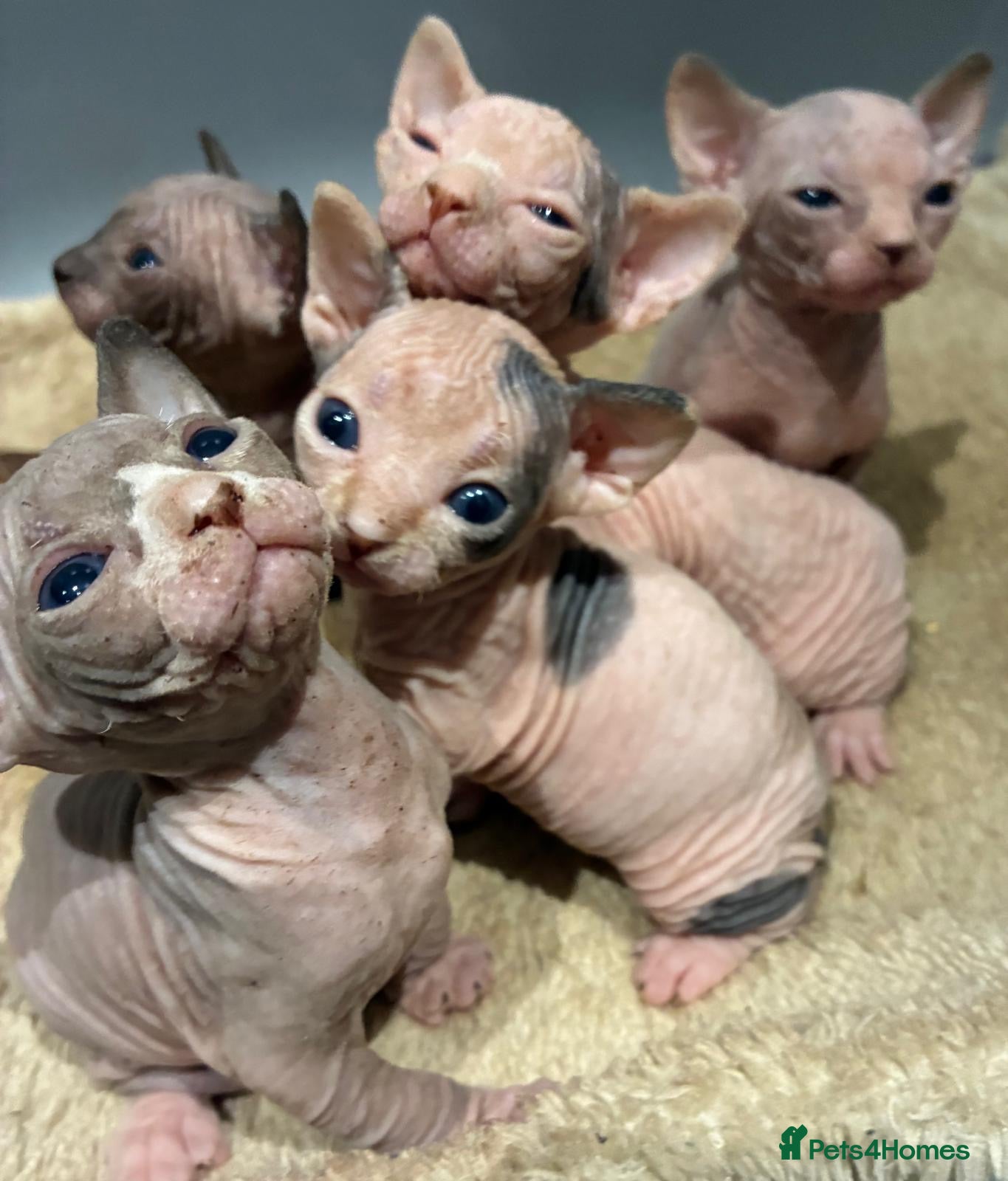 Sphynx cats 2 beautiful sphinx boys - Advert 4