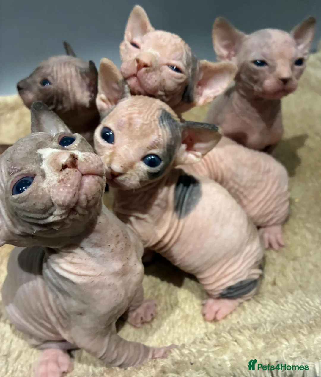 Sphynx cats for sale: 2 beautiful sphinx boys - Advert 1