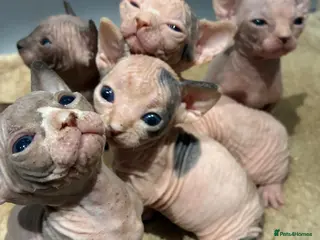 Sphynx cats 2 beautiful sphinx boys - Advert 4