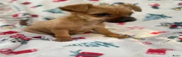 Mixed Breed dogs for sale: Jack Russell/ Yorkshire terrier puppy’s  in Pontypool - Advert 24