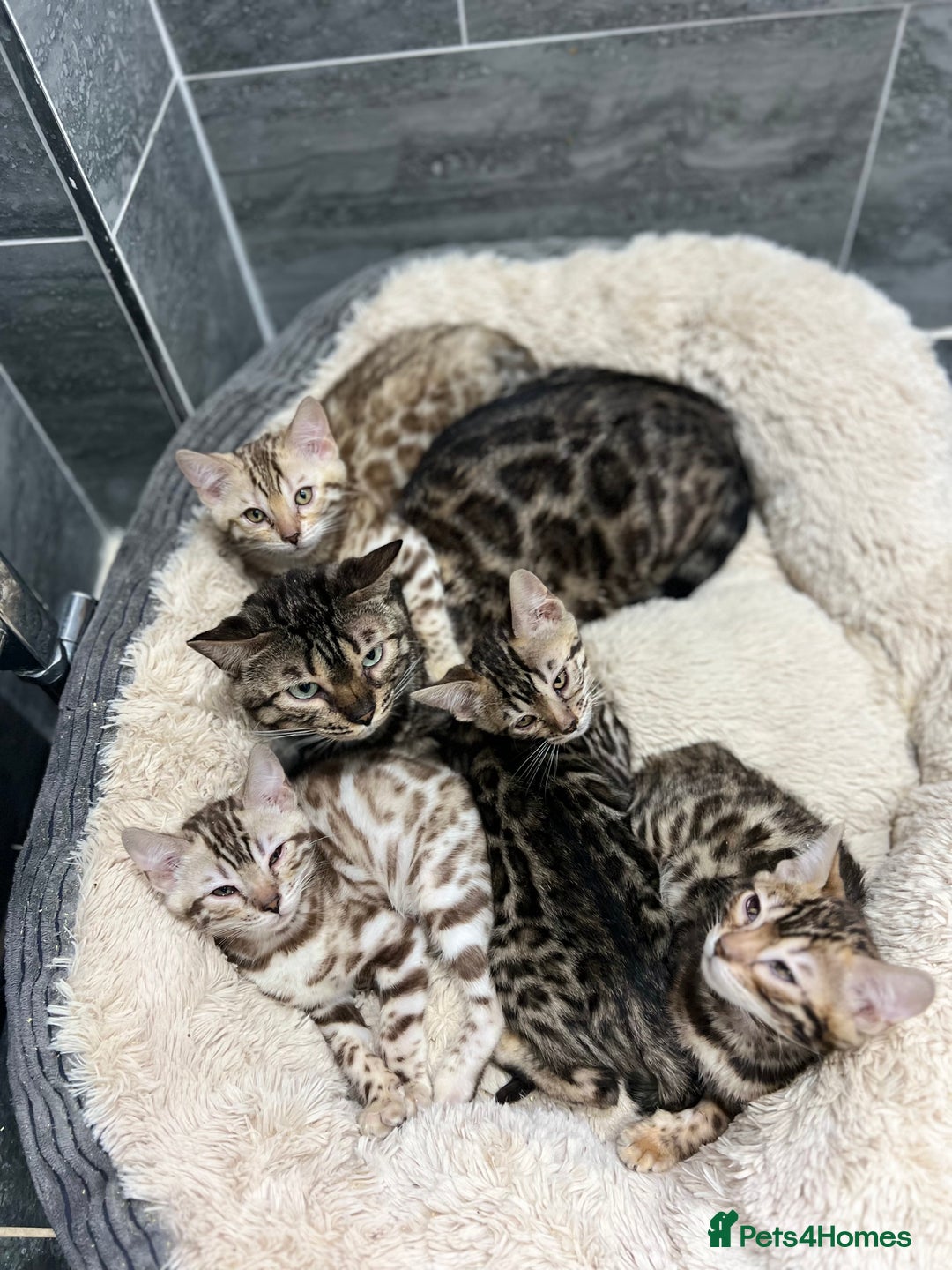 Bengal cats for sale: Stunning TICA 5 Generation Pedigree Kittens - Advert 34