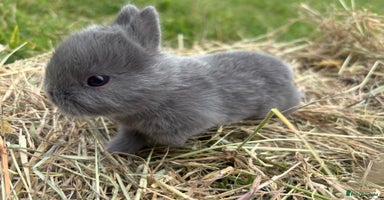 Netherland Dwarf rabbits - Advert 5