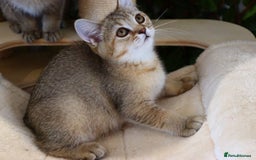Scottish Fold cats for sale: Ready TICA reg stunning kittens available  - Image 8