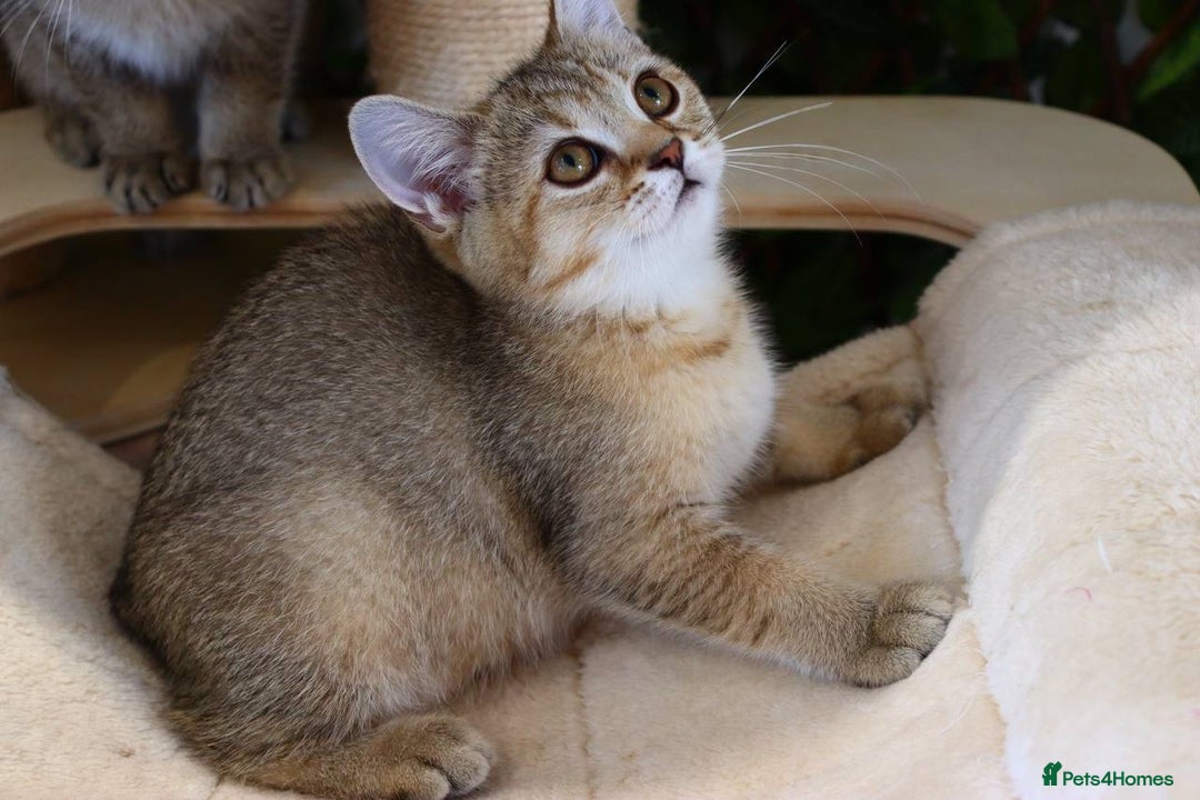Scottish Fold cats for sale: Ready TICA reg stunning kittens available  - Image 8