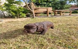 Cocker Spaniel dogs for sale: KC registered cocker spaniels - Image 5