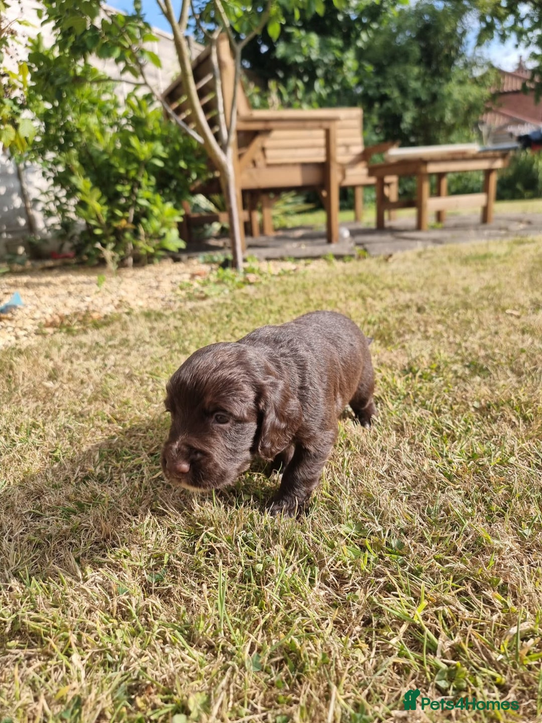 Cocker Spaniel dogs for sale: KC registered cocker spaniels - Image 5