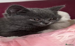 British Shorthair cats for sale: 🐾 Blue British Shorthair Kittens  🐾 - Image 11