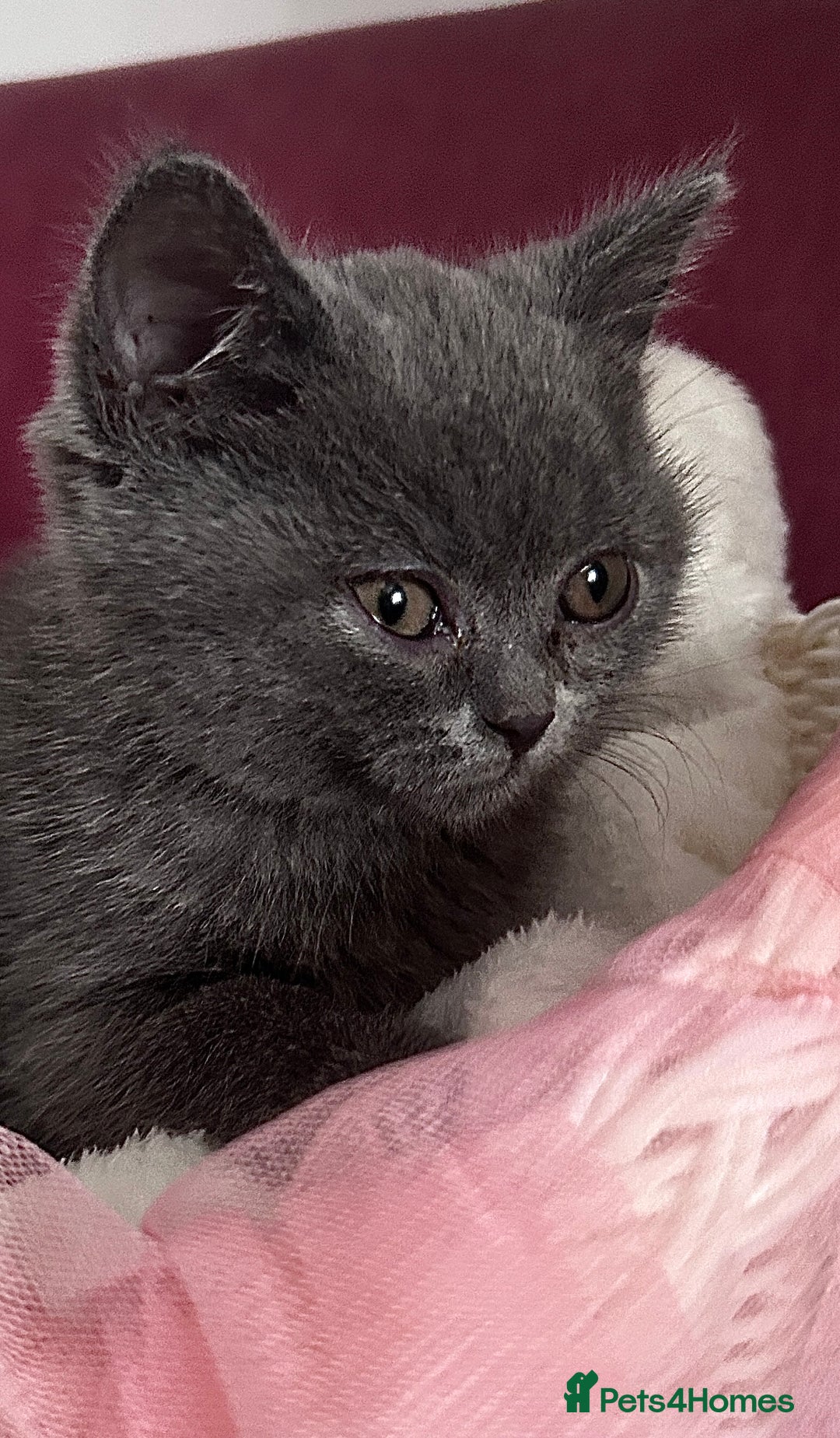 British Shorthair cats for sale: 🐾 Blue British Shorthair Kittens  🐾 - Image 11
