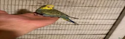 Budgerigars birds for sale: Budgies for sale £40 each collection mk404nn - Advert 6