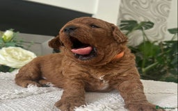 Labradoodle dogs for sale: Stunning red miniature labradoodle puppies - Image 2