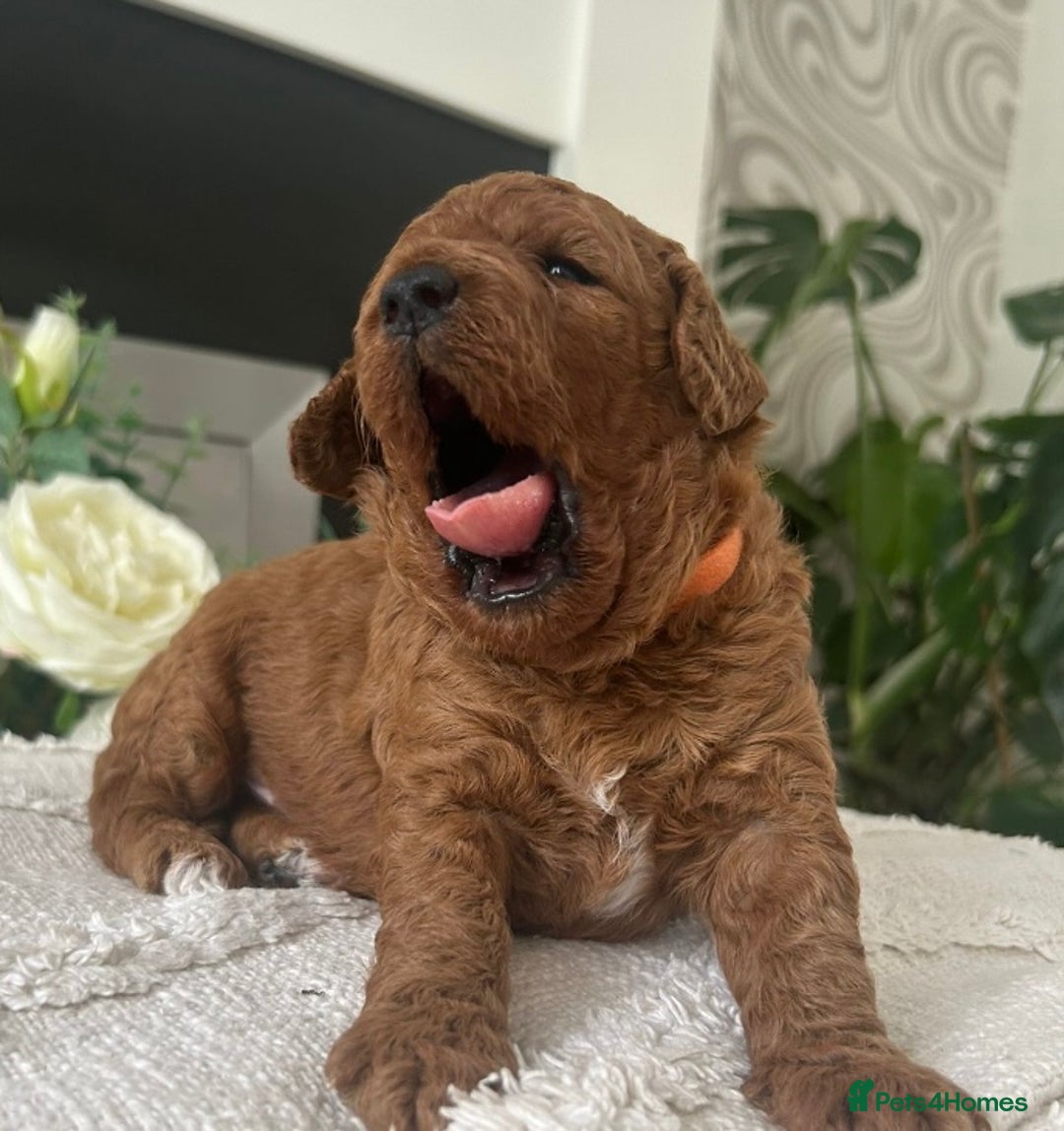 Labradoodle dogs for sale: Stunning red miniature labradoodle puppies - Image 2