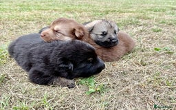 German Shepherd dogs for sale: ❤️KC health tested unique gsd babies 🩷 - Image 11