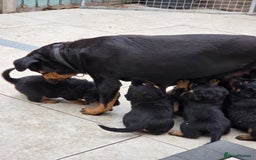Rottweiler dogs for sale:  Long haired (fluffweilers ) last girl  - Image 16