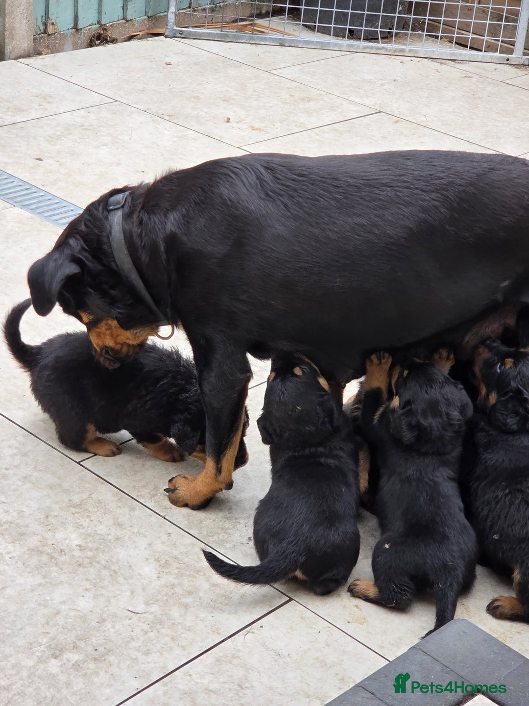 Rottweiler dogs for sale:  Long haired (fluffweilers ) last girl  - Image 16