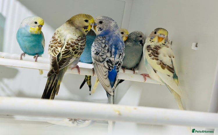 Budgerigars birds in Luton - Advert 1