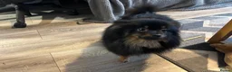 Pomeranian dogs for sale: Black long haired female 8-month Pomeranian  in London - Advert 4