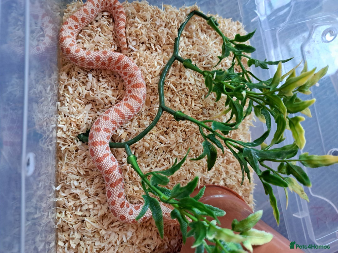 Snake reptiles for sale: Yearling western hognose albinos males and females - Advert 4