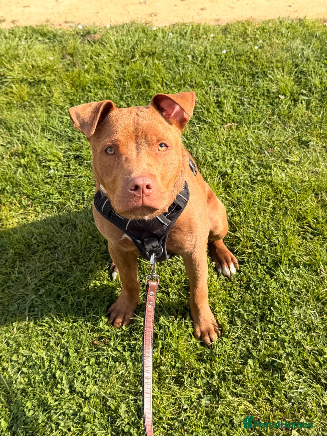 Mixed Breed dogs for sale: 9 month old American staffy in Warwick - Advert 3