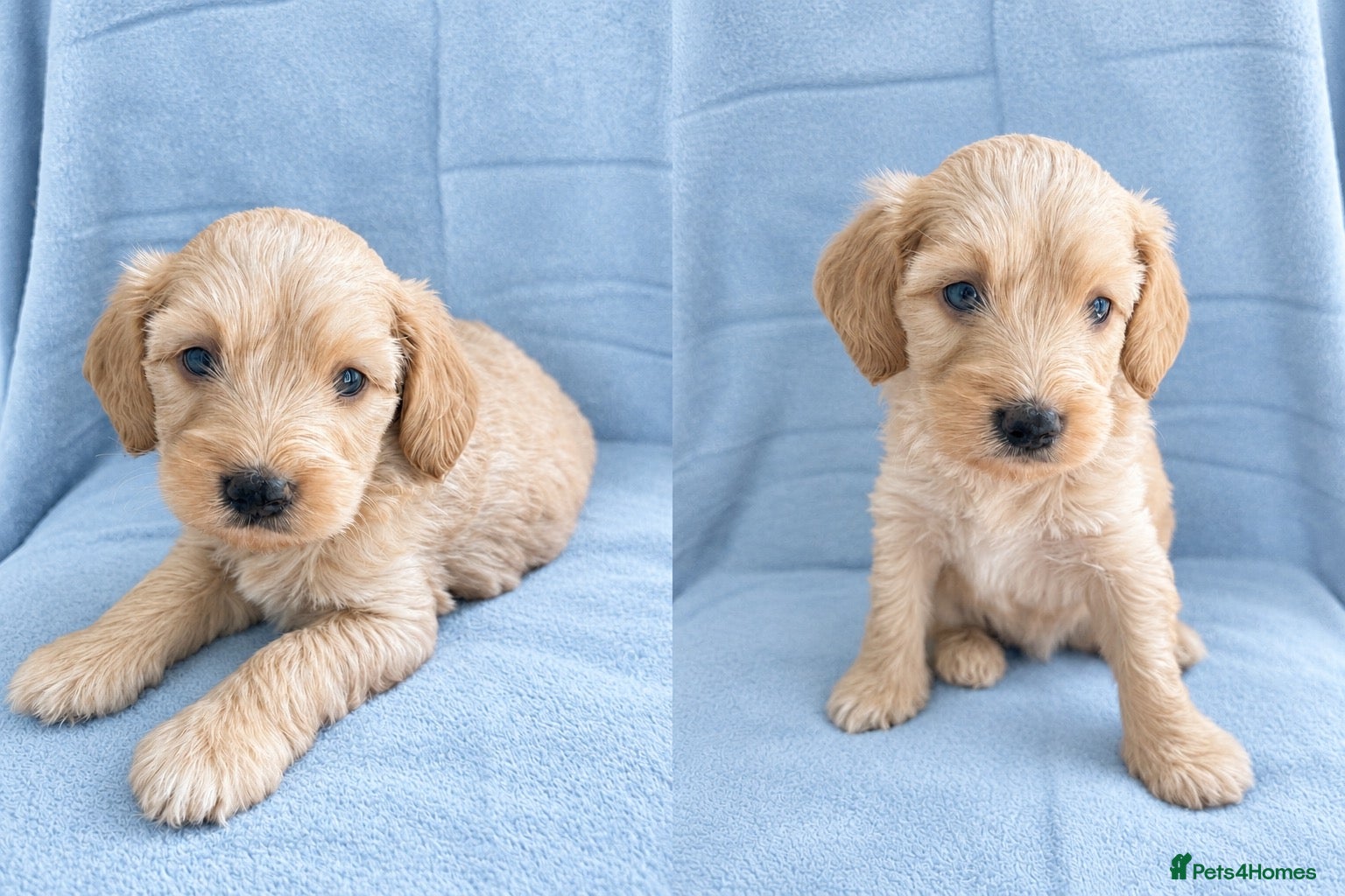 Cockapoo dogs Our Miracle F1 Cockapoo Boy - Advert 16