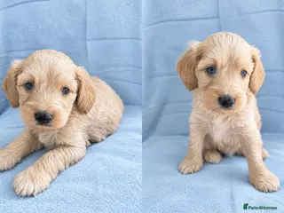 Cockapoo dogs Our Miracle F1 Cockapoo Boy - Advert 5