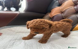 Toy Poodle dogs for sale: Four Beautiful Little Boys “Real Charmer’s “ - Image 5